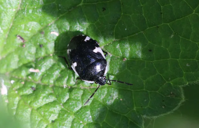 Tritomegas sexmaculatus - hatfoltos földipoloska