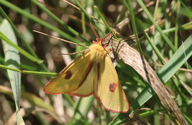 Diacrisia sannio - vörösszélű medvelepke