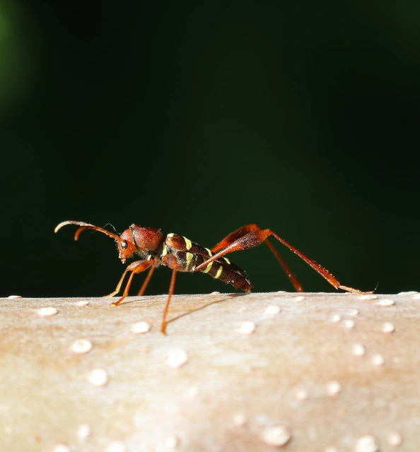 Neoclytus acuminatus - amerikai darázscincér