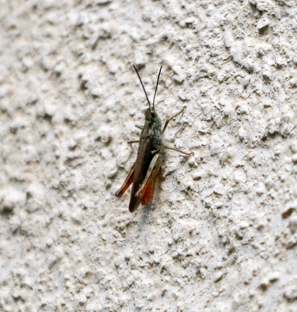 Chorthippus brunneus - közönséges tarlósáska