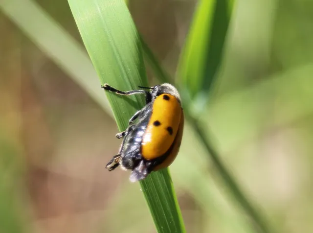 Lachnaia sexpunctata - szőrösnyakú zsákhordóbogár
