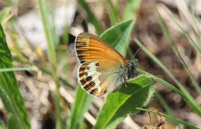 Coenonympha arcania - fehéröves szénalepke