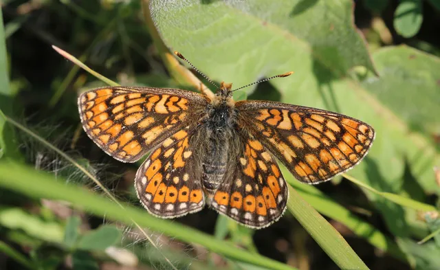 Euphydryas aurinia - lápi tarkalepke