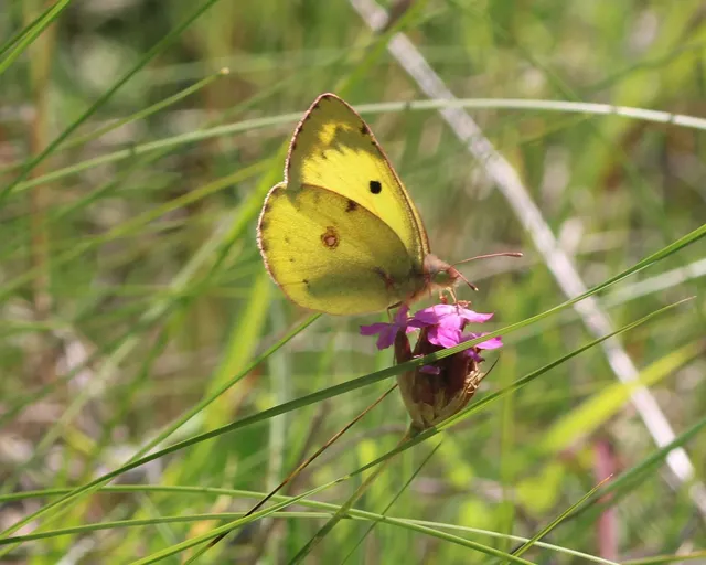 Colias alfacariensis - déli kéneslepke