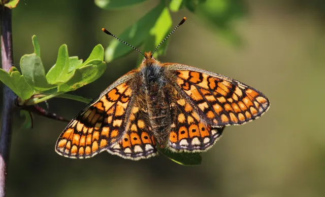 Euphydryas aurinia - lápi tarkalepke