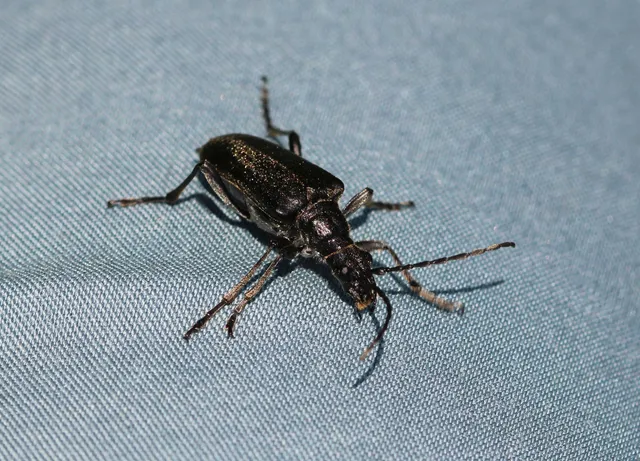 Stenocorus quercus - tölgy-gyökércincér
