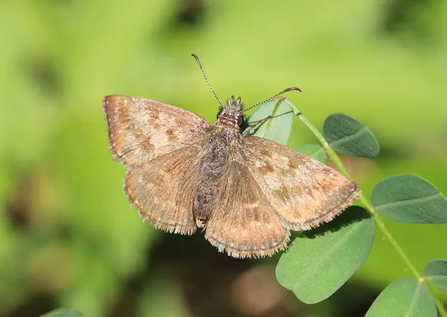Erynnis tages - cigánylepke