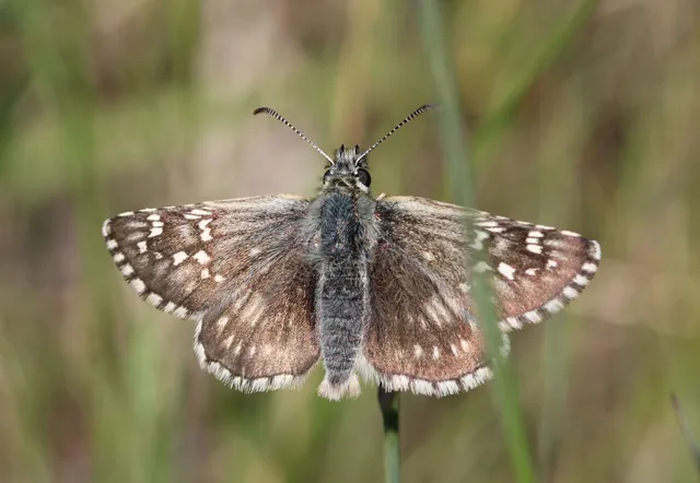 Pyrgus carthami - nagy busalepke