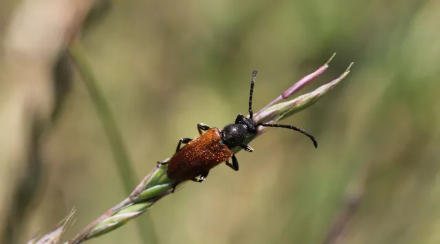 Pseudovadonia livida - barnás virágcincér