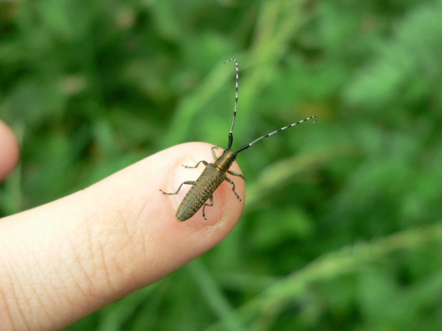 Agapanthia villosoviridescens - fehérgyűrűs bogáncscincér