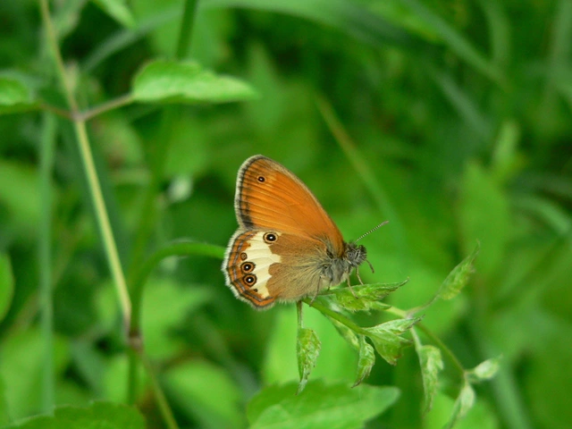 Coenonympha arcania - fehéröves szénalepke