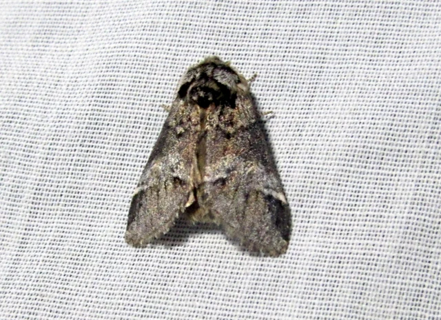 Drymonia dodonea - bélyeges púposszövő