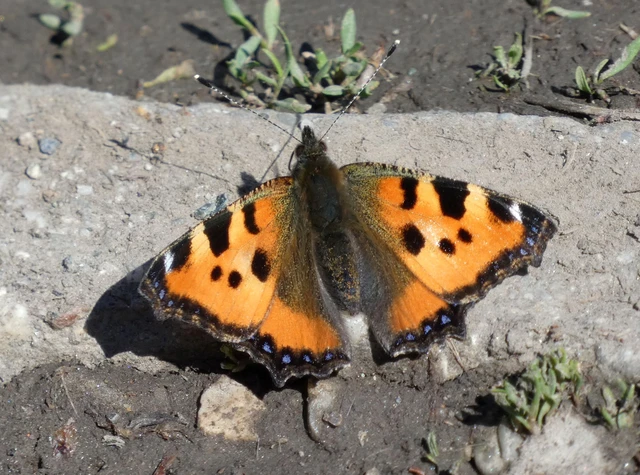 Nymphalis urticae - kis rókalepke Nymphalis urticae - kis rókalepke
