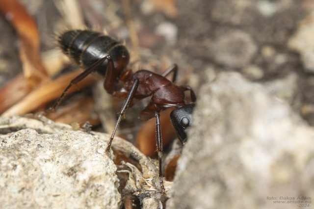 Camponotus ligniperda - faodvasító lóhangya