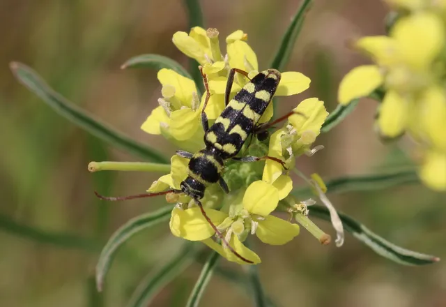 Echinocerus floralis - lucerna-darázscincér