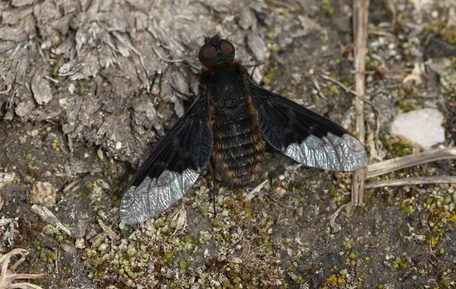 Hemipenthes morio - közönséges gyászlégy