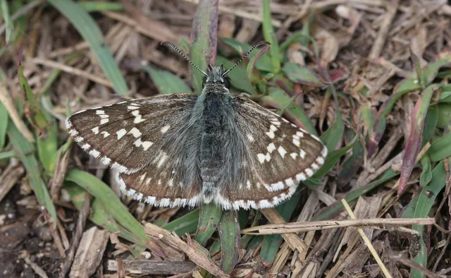 Pyrgus carthami - nagy busalepke