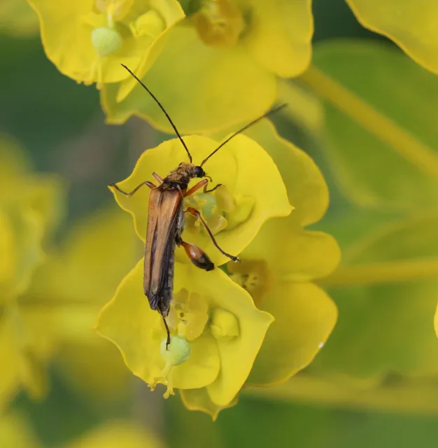 Oedemera podagrariae - székfű-álcincér