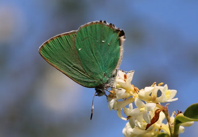 Callophrys rubi - zöldfonákú lepke
