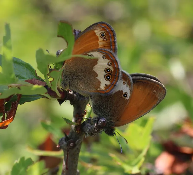 Coenonympha arcania - fehéröves szénalepke