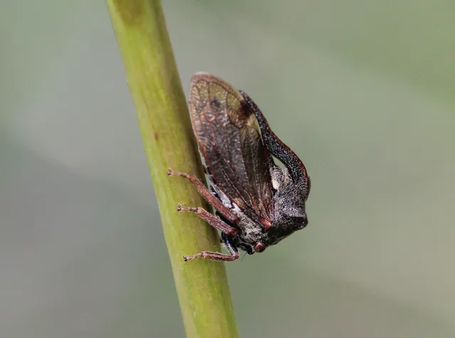 Centrotus cornutus - szarvaskabóca