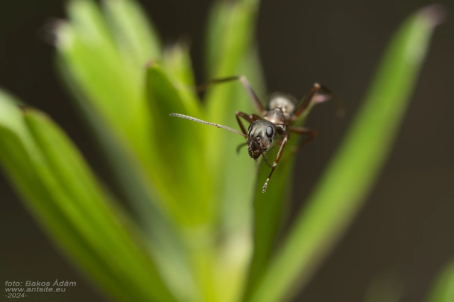 Formica cunicularia - gyakori rabszolgahangya