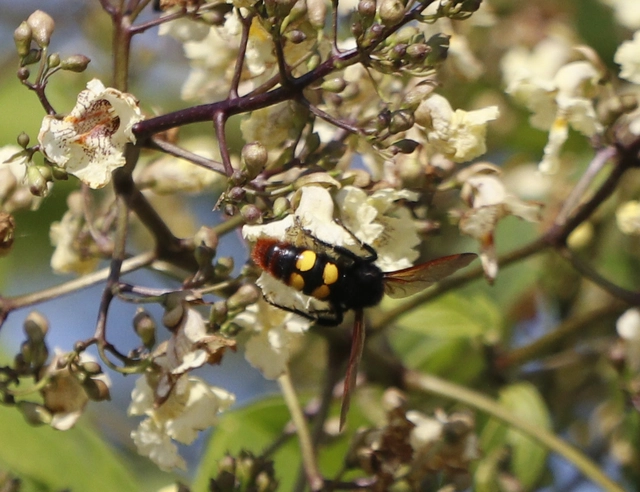 Megascolia maculata - óriás-tőrösdarázs