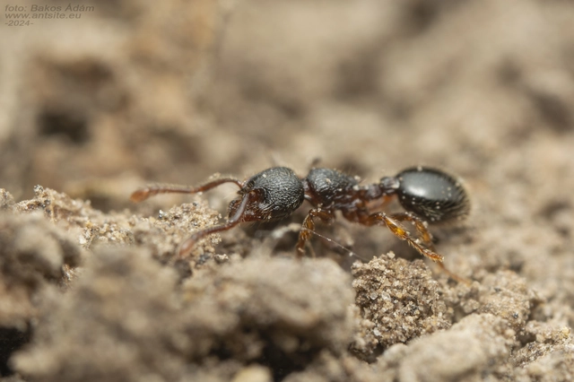 Myrmecina graminicola - ráncoshangya