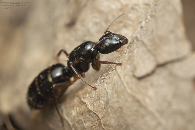 Camponotus fallax - ligeti lóhangya