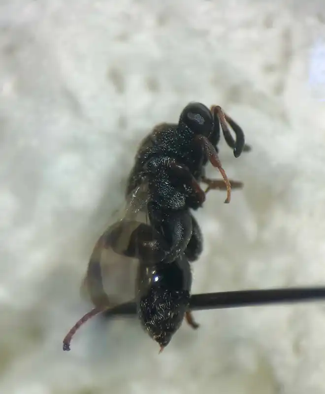 Haltichella rufipes