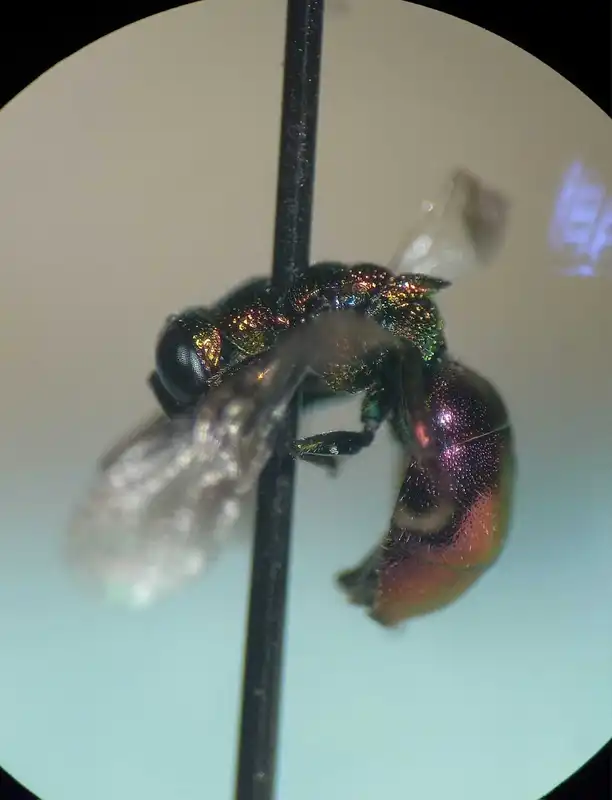 Elampus pyrosomus