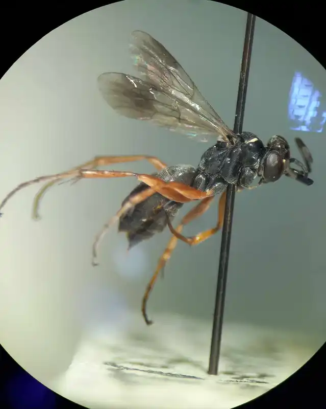 Agenioideus cinctellus