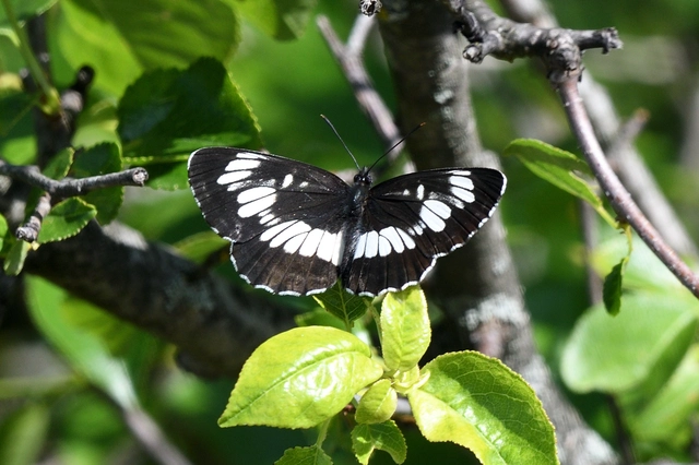 Neptis rivularis - nagy fehérsávoslepke