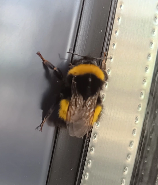 Bombus - poszméhek