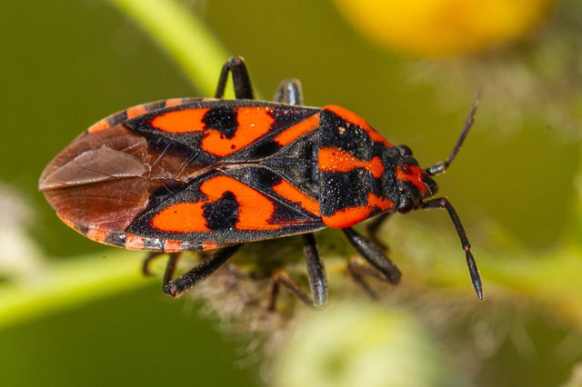 Spilostethus saxatilis - virágbodobács