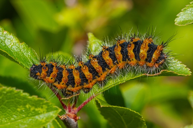 Saturnia pavoniella/pavonia