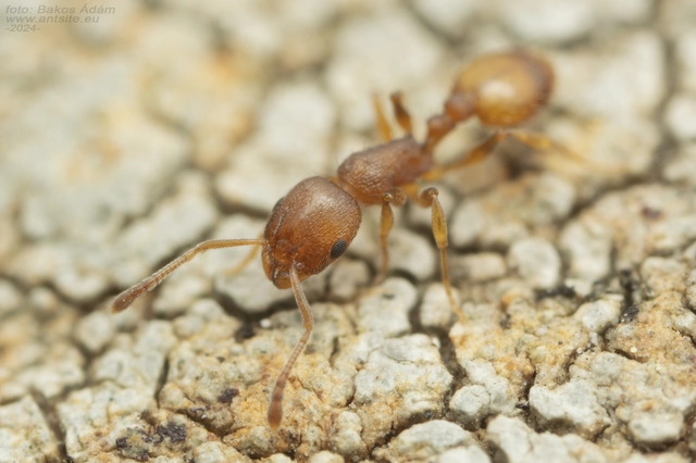 Temnothorax unifasciatus - gyűrűs kéreghangya