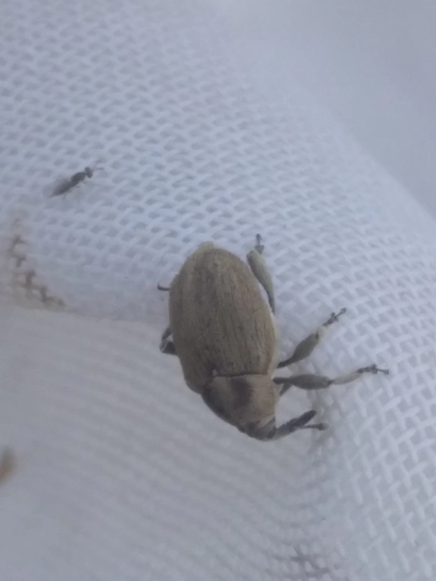 Sibinia pellucens - mécsvirágormányos