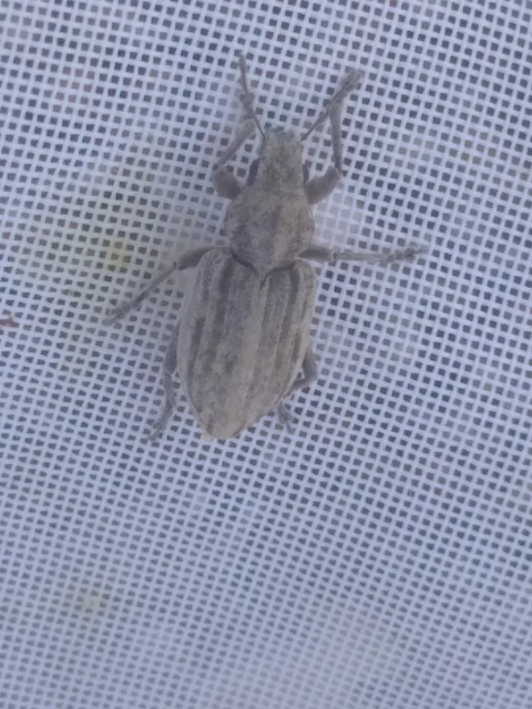 Tanymecus dilaticollis - kukorica-hegyesfarúbarkó