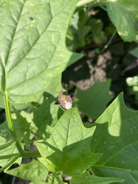 Dolycoris baccarum - közönséges bogyómászó-poloska
