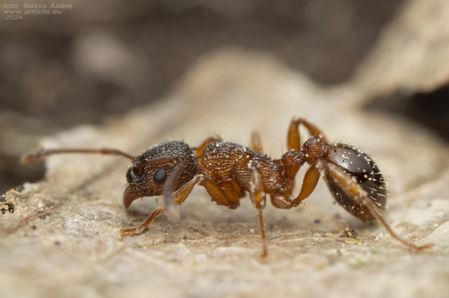 Myrmica schencki - kétszínű bütyköshangya