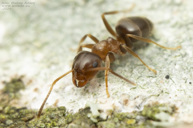 Lasius brunneus - rozsdáshátú feketehangya