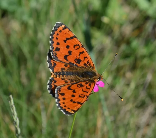 Melitaea didyma - tüzes tarkalepke