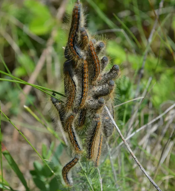 Malacosoma castrensis - kutyatejszövő