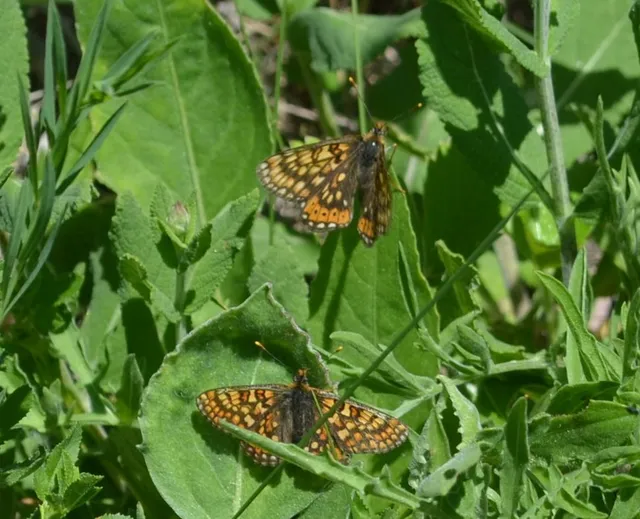 Euphydryas aurinia - lápi tarkalepke