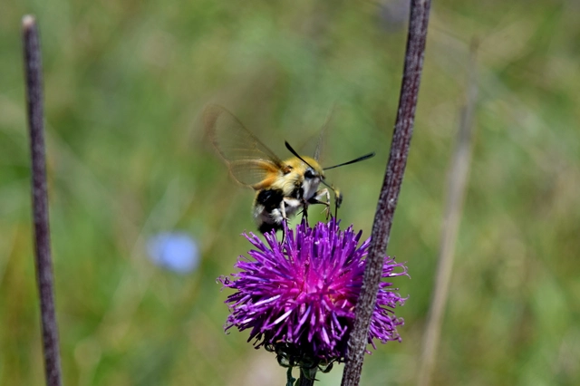 Hemaris tityus - pöszörszender Hemaris tityus - pöszörszender