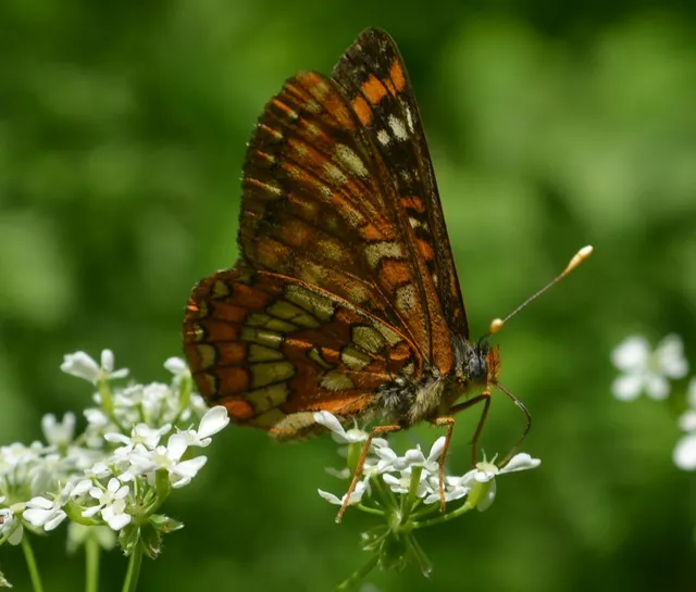 Euphydryas maturna - díszes tarkalepke
