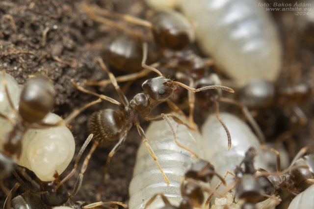 Lasius alienus - kövi feketehangya
