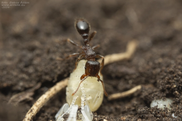 Tetramorium