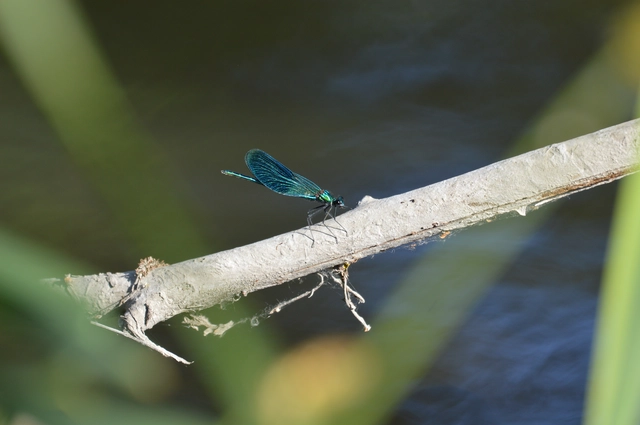 Calopteryx splendens - sávos szitakötő